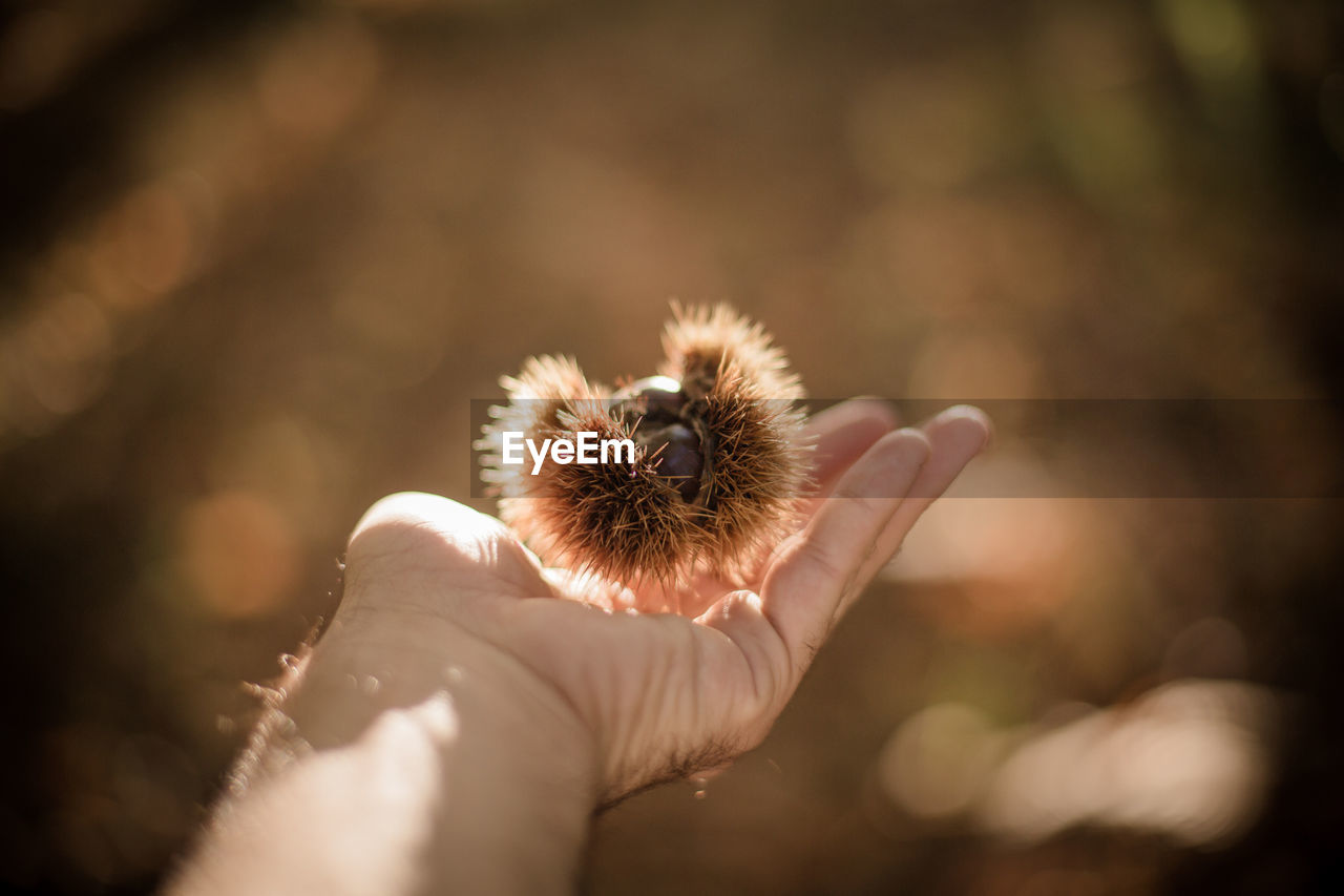 Cropped hand of man holding chestnut