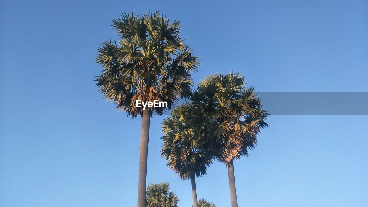 LOW ANGLE VIEW OF PALM TREES AGAINST CLEAR BLUE SKY