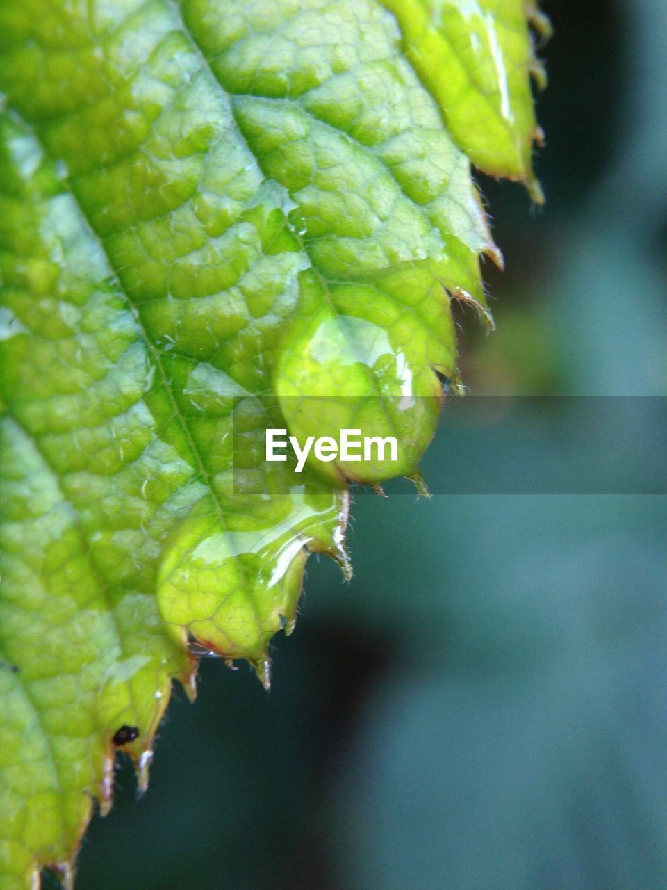 Close-up of wet leaf