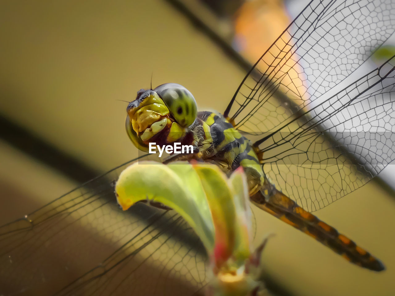 Close-up of insect on fruit