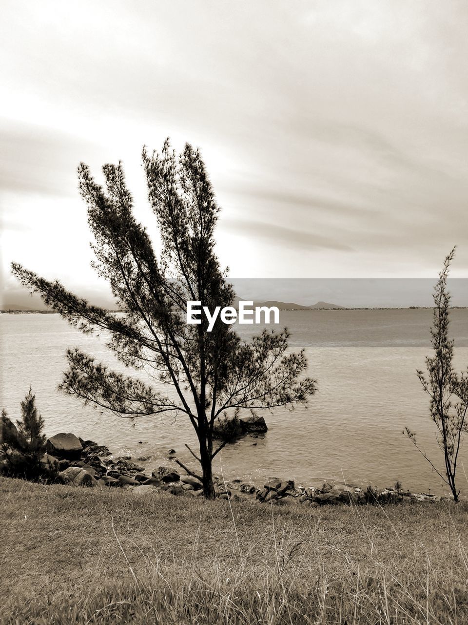 SCENIC VIEW OF TREE ON FIELD AGAINST SKY