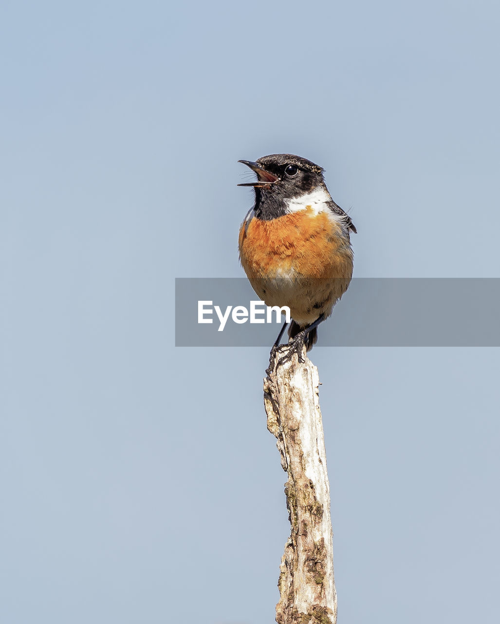 Close-up of bird stonechat perching on wooden post against clear sky