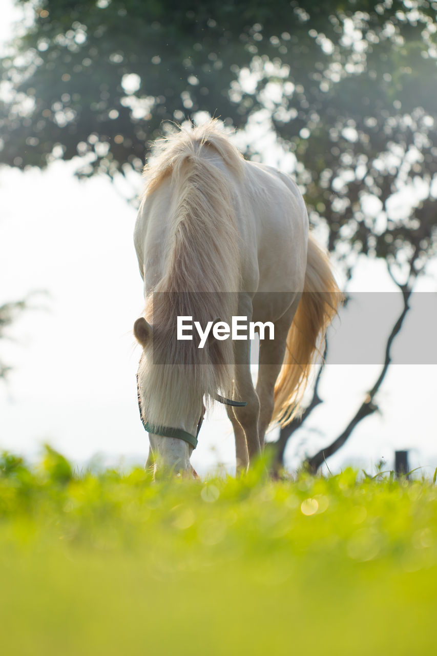 HORSE STANDING ON FIELD