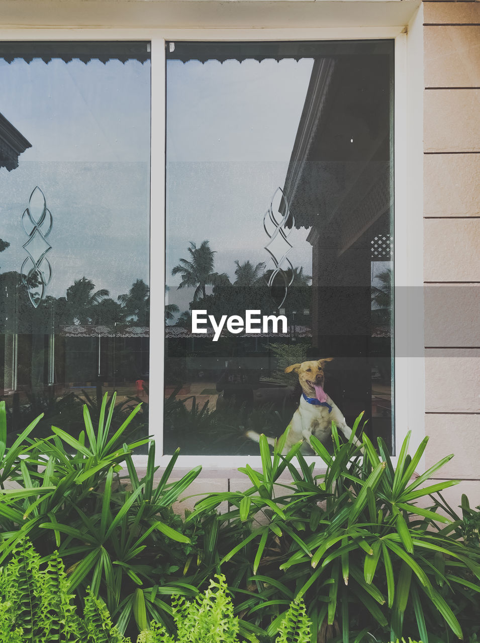 Plants seen through glass window of building