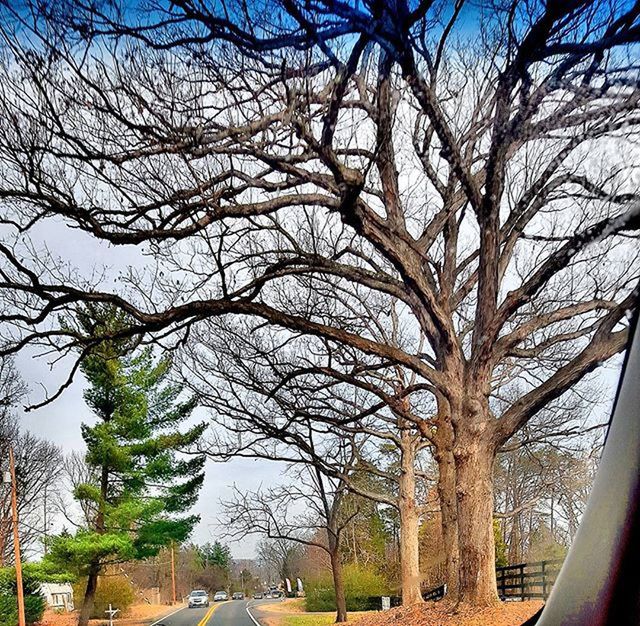 BARE TREES AGAINST THE SKY