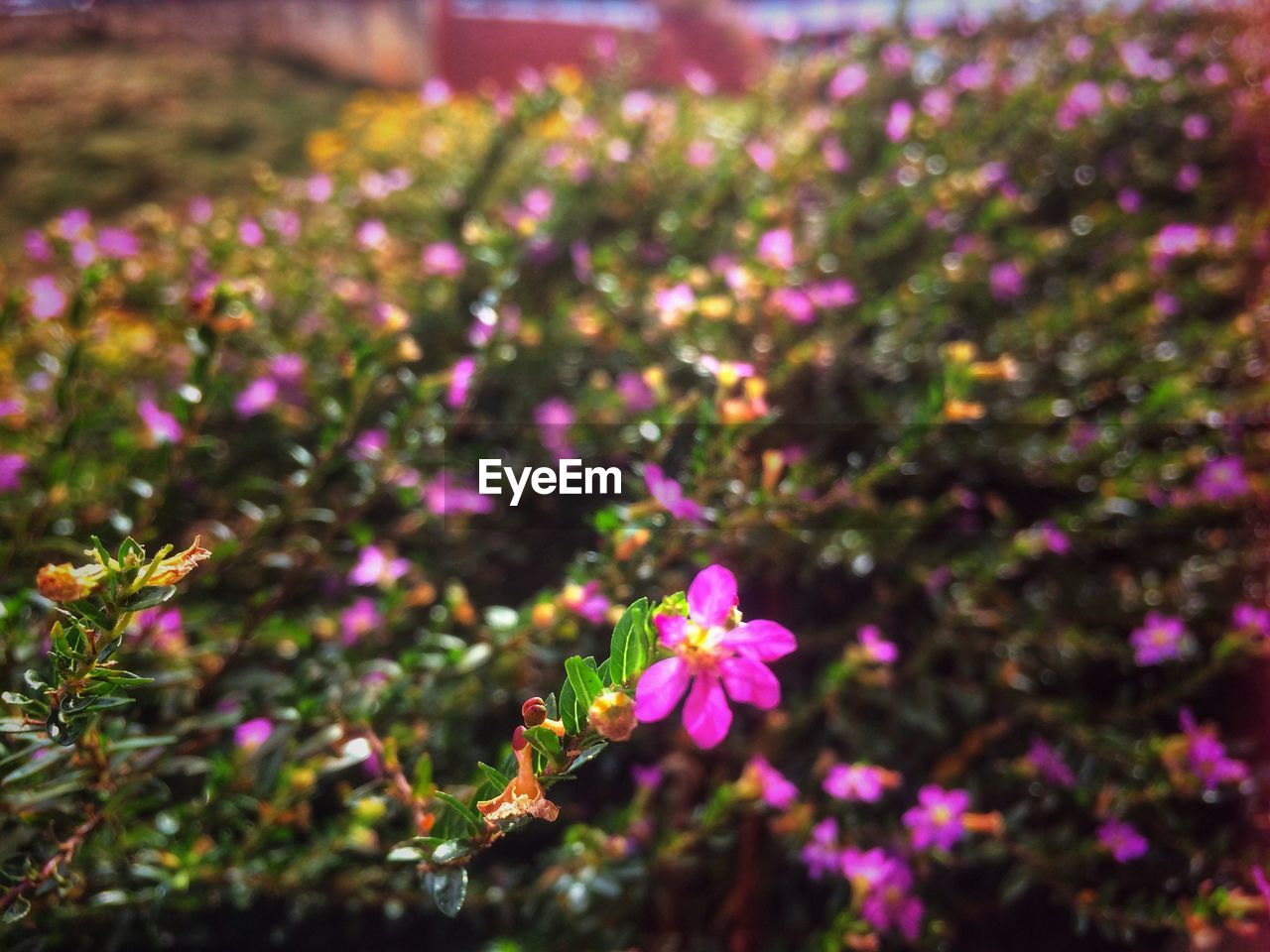 CLOSE-UP OF PINK FLOWERS