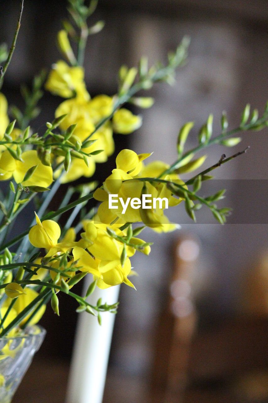 Close-up of yellow flowering plant