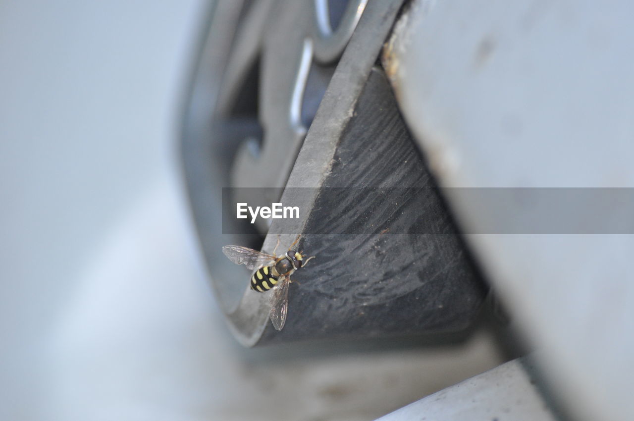 Close-up of flies on metal