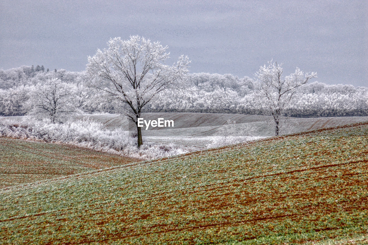 BARE TREE ON SNOW COVERED LAND