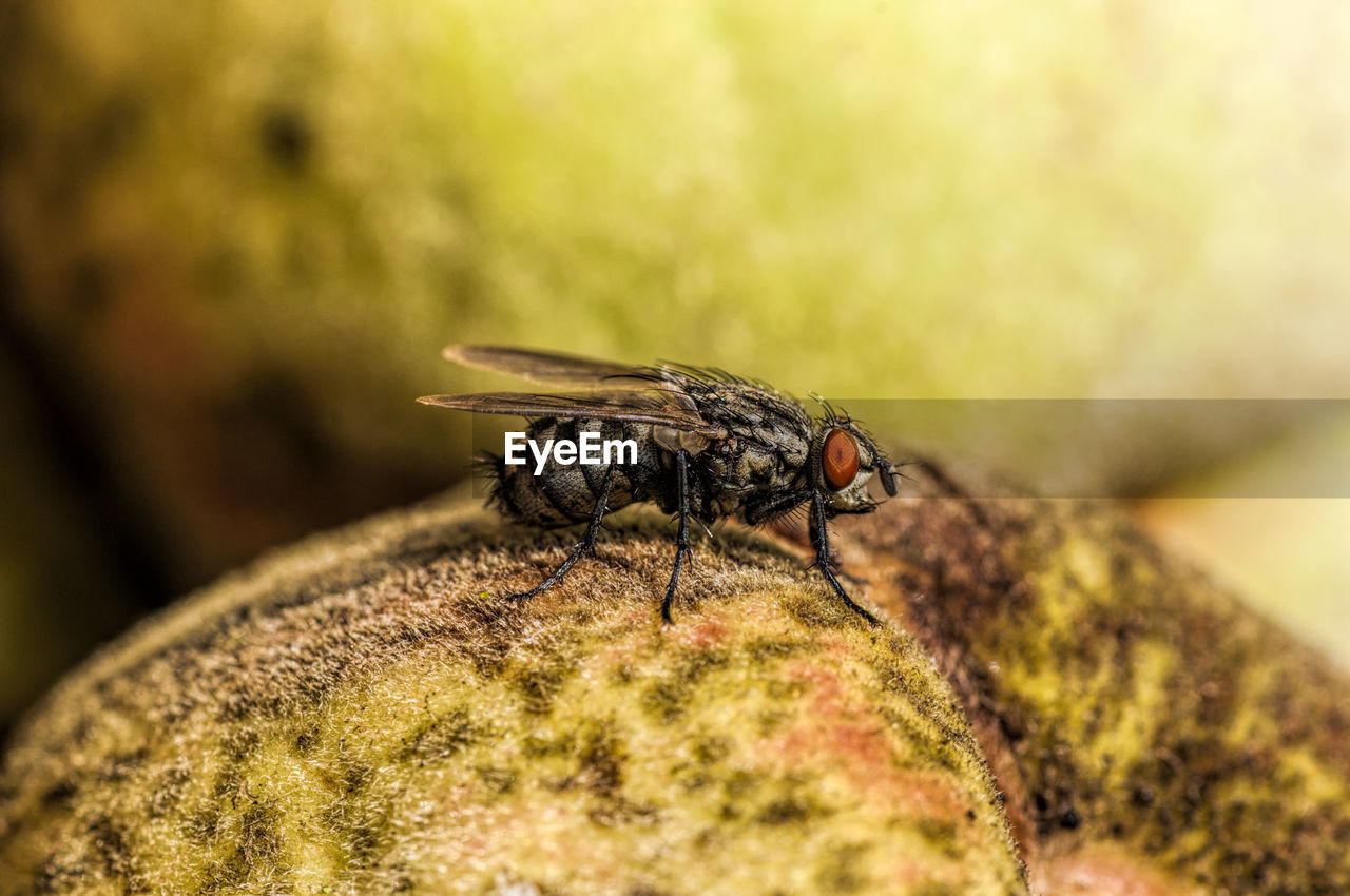 Close-up of fly on moss covered rock