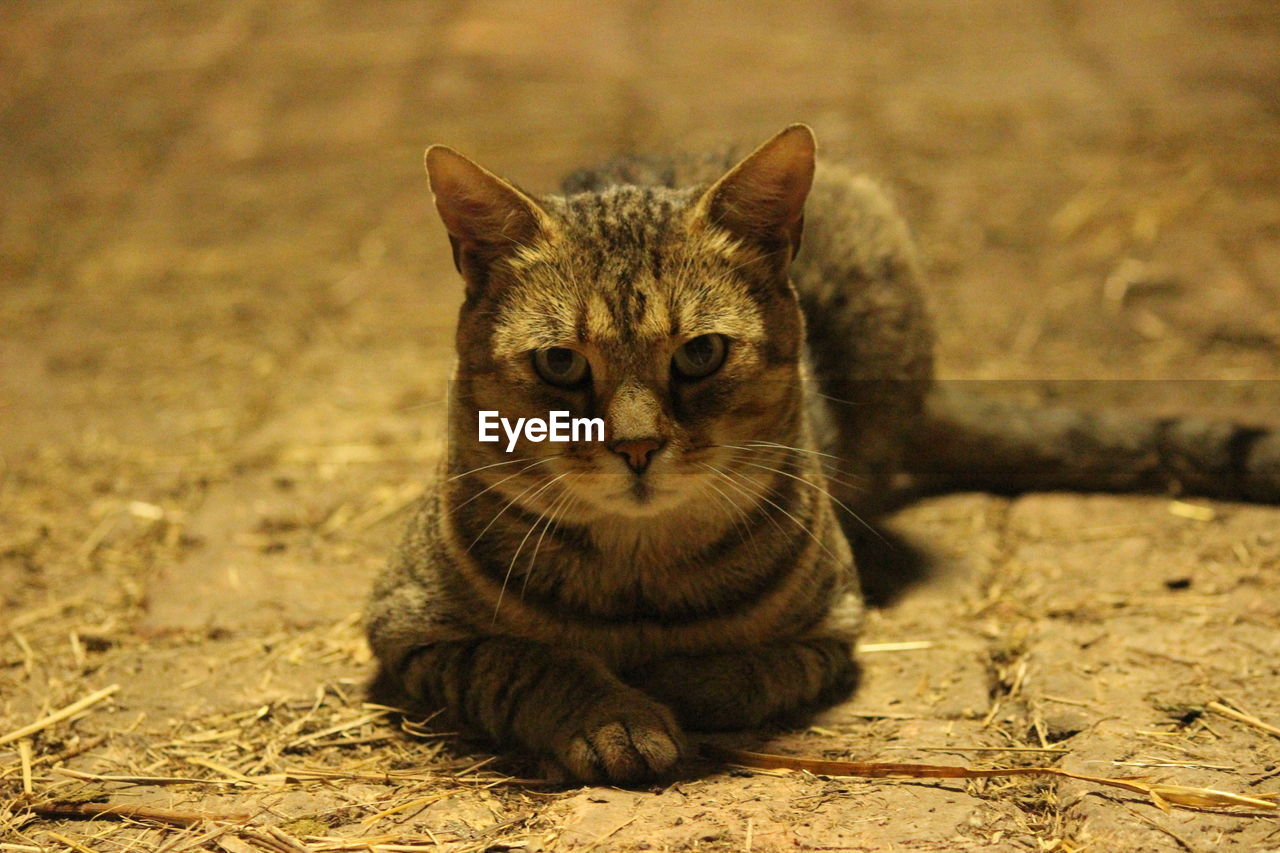 CLOSE-UP PORTRAIT OF CAT SITTING ON FLOOR