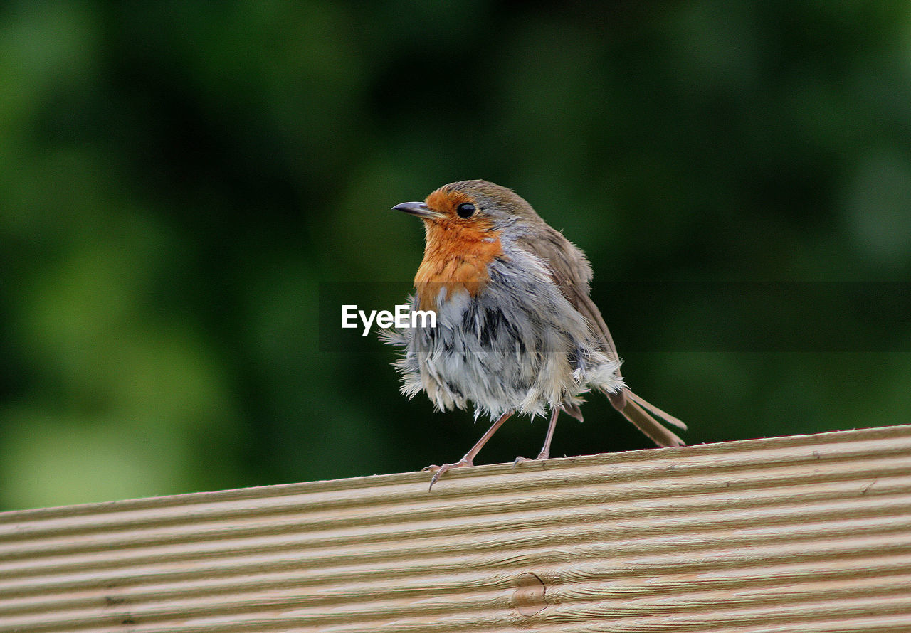 Close-up of robin perching on plank