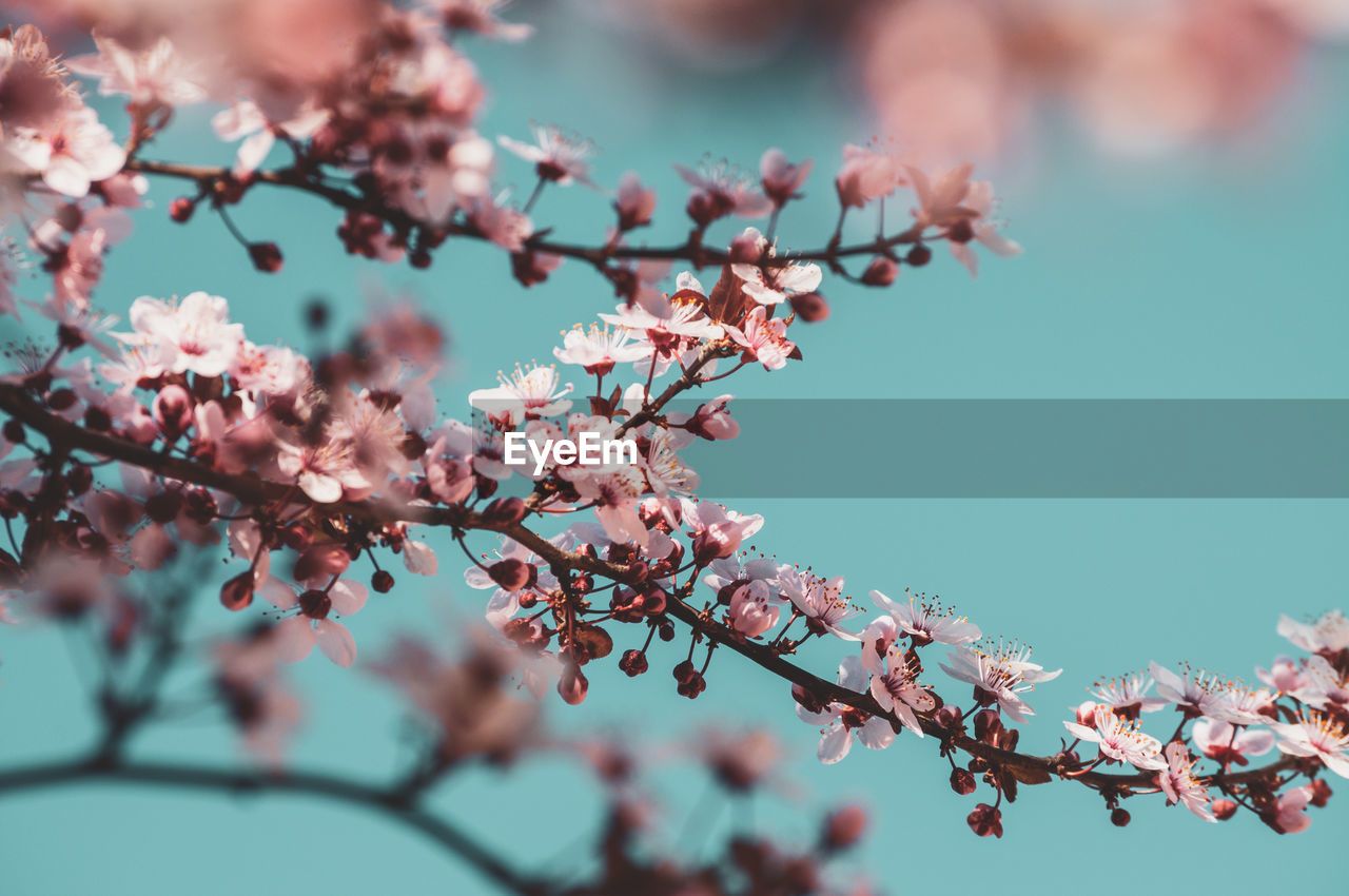 Close-up of pink cherry blossoms in spring