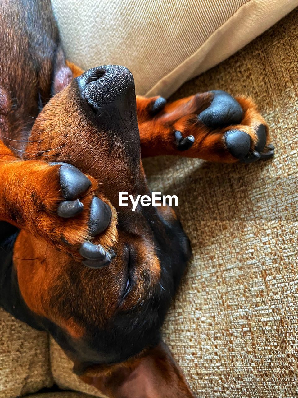 animal themes, mammal, animal, dog, one animal, pet, domestic animals, relaxation, canine, puppy, high angle view, no people, brown, resting, close-up, nose, animal body part, indoors, lying down, sleeping, carnivore