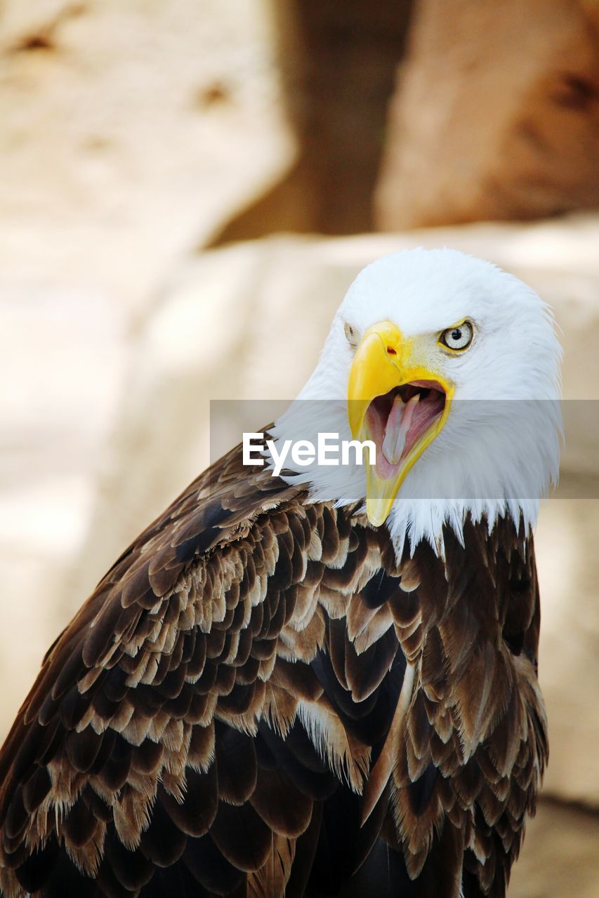 Close-up of bald eagle angry in forest