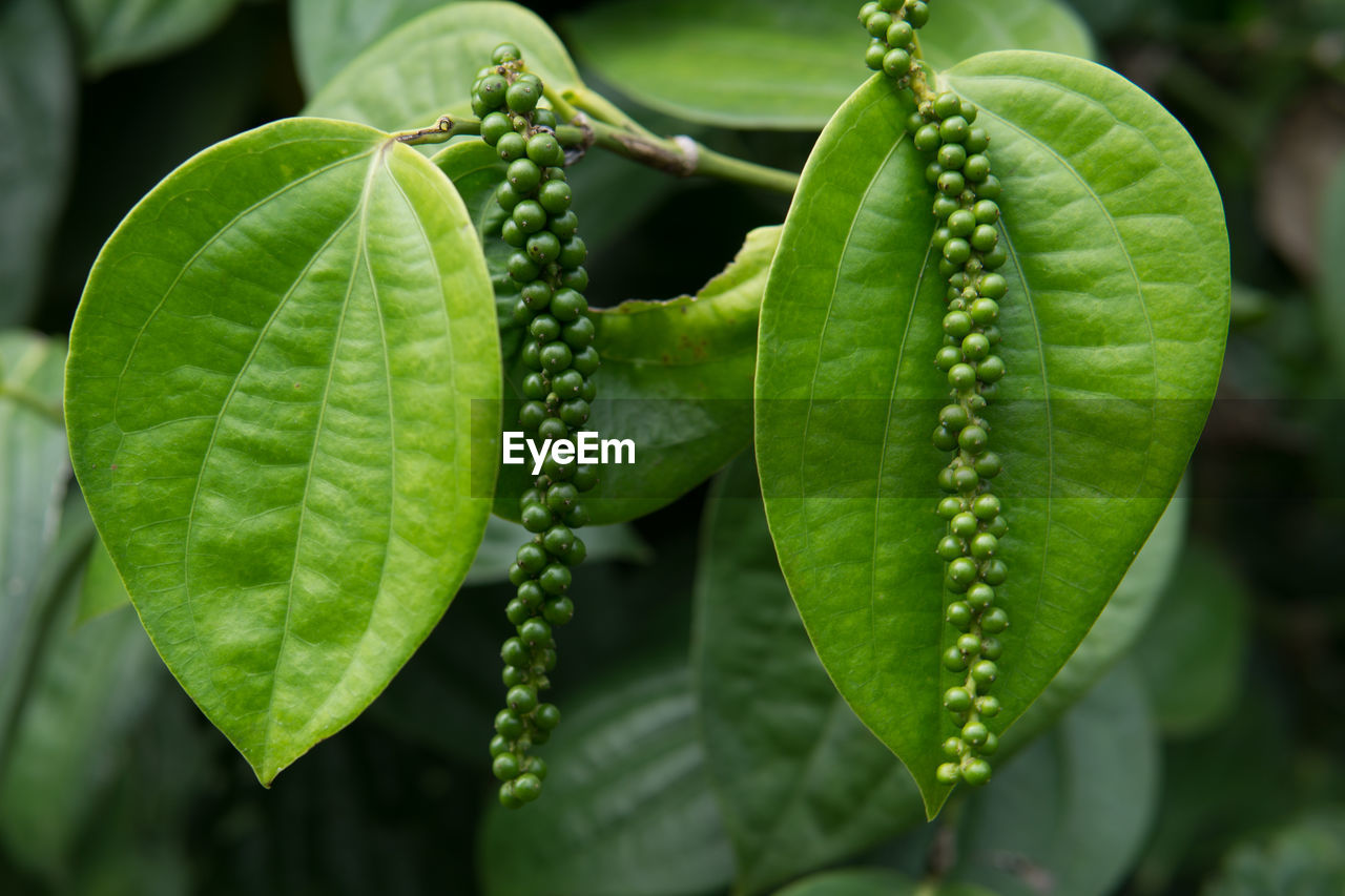 CLOSE-UP OF FRESH GREEN LEAVES WITH PLANT