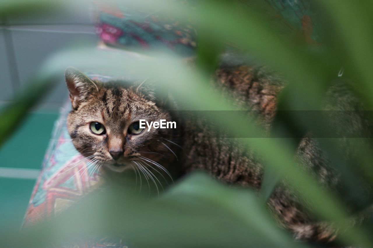 Close-up portrait of a cat