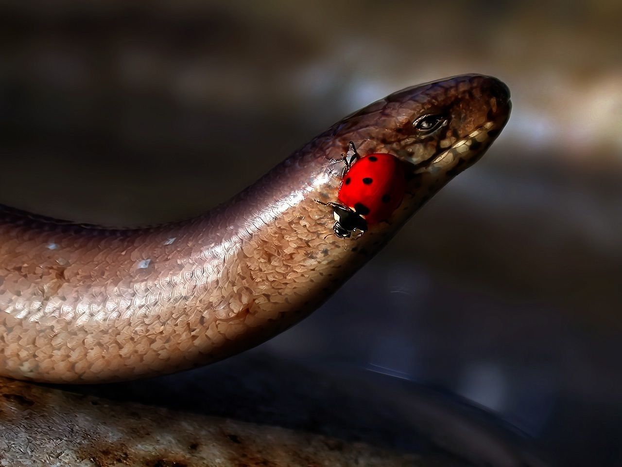 Close-up side view of ladybug on snake