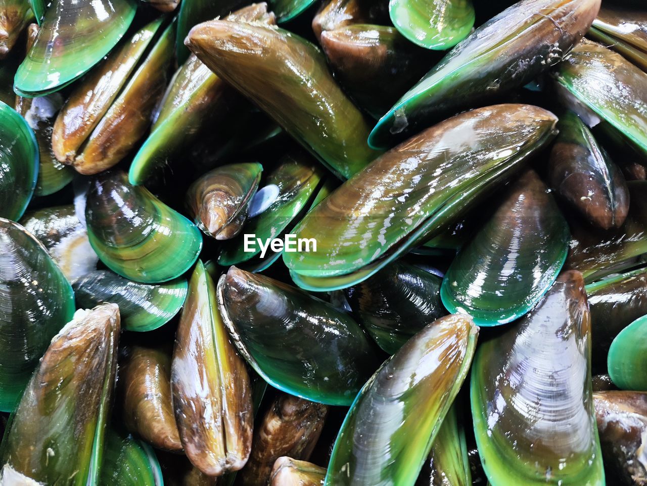 mussel, food, food and drink, freshness, wellbeing, healthy eating, full frame, no people, seafood, backgrounds, green, large group of objects, close-up, still life, abundance, clam, high angle view, animal, market, produce, for sale, indoors, raw food, fish, vegetable, directly above