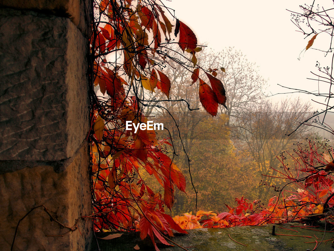 LOW ANGLE VIEW OF TREE AGAINST SKY DURING AUTUMN