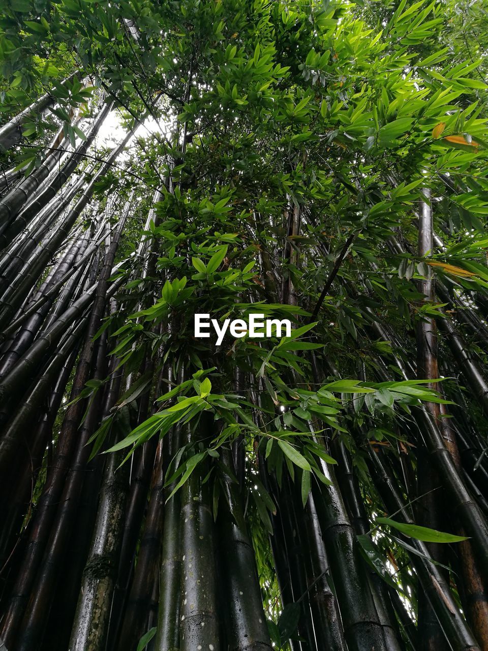 LOW ANGLE VIEW OF BAMBOO TREE