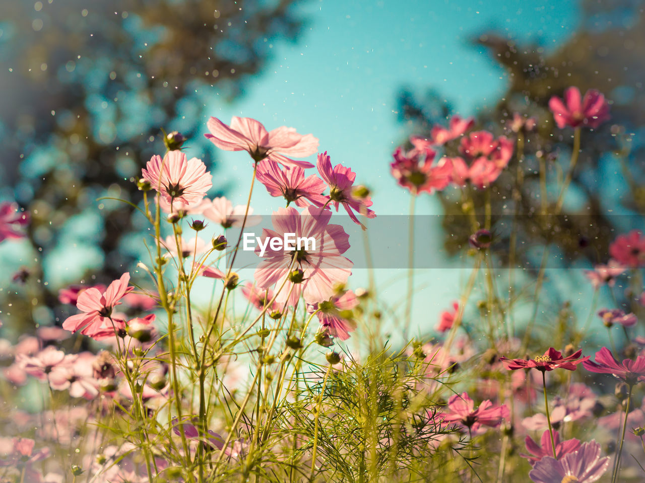 Close-up of pink flowers