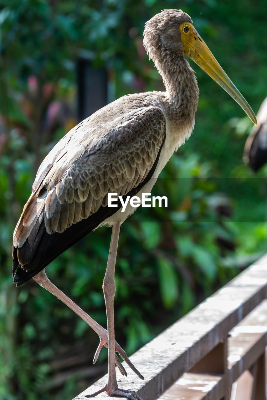 CLOSE-UP OF BIRD PERCHING ON RAILING AGAINST BLURRED BACKGROUND