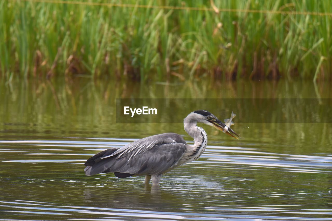 Gray heron catching fish in pond