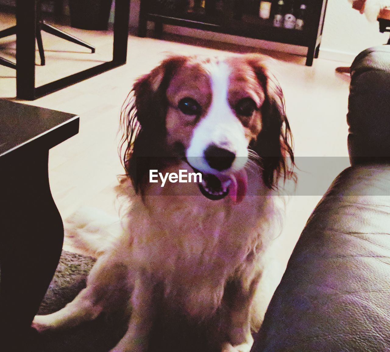 CLOSE-UP OF DOG SITTING ON SOFA