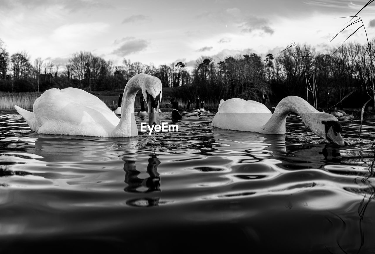 Black and white monochrome mute swan swans pair low-level water side view macro animal background