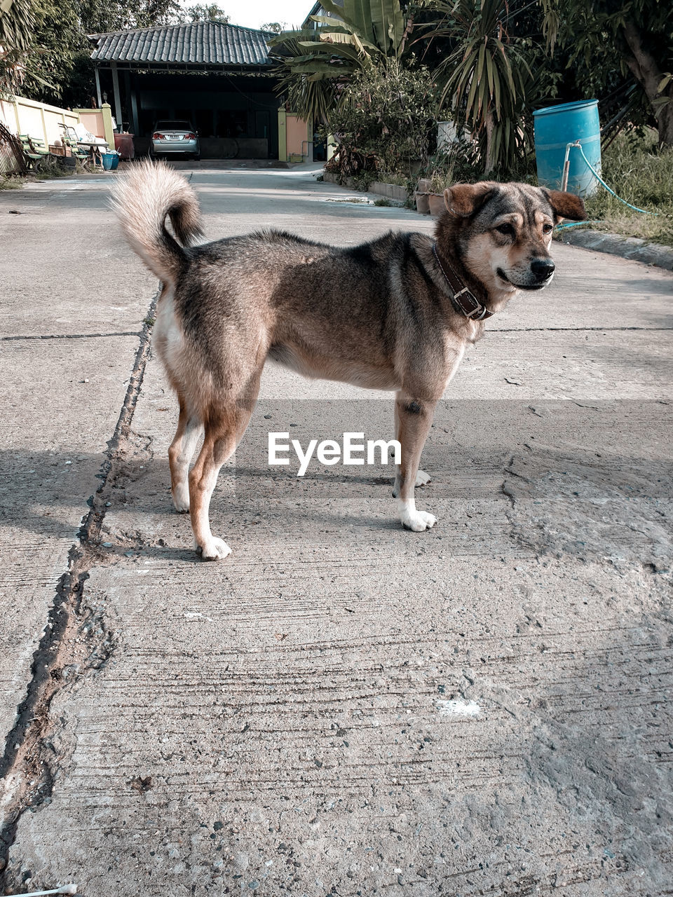 Dog standing on footpath