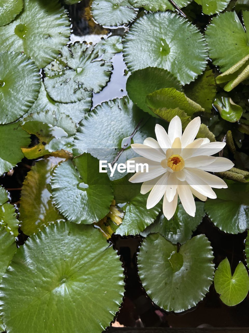flower, flowering plant, plant, freshness, leaf, beauty in nature, green, plant part, water lily, water, nature, lake, growth, flower head, petal, floating, inflorescence, fragility, floating on water, close-up, no people, aquatic plant, high angle view, lotus water lily, lily, outdoors, botany, day, white, tranquility, pollen, springtime