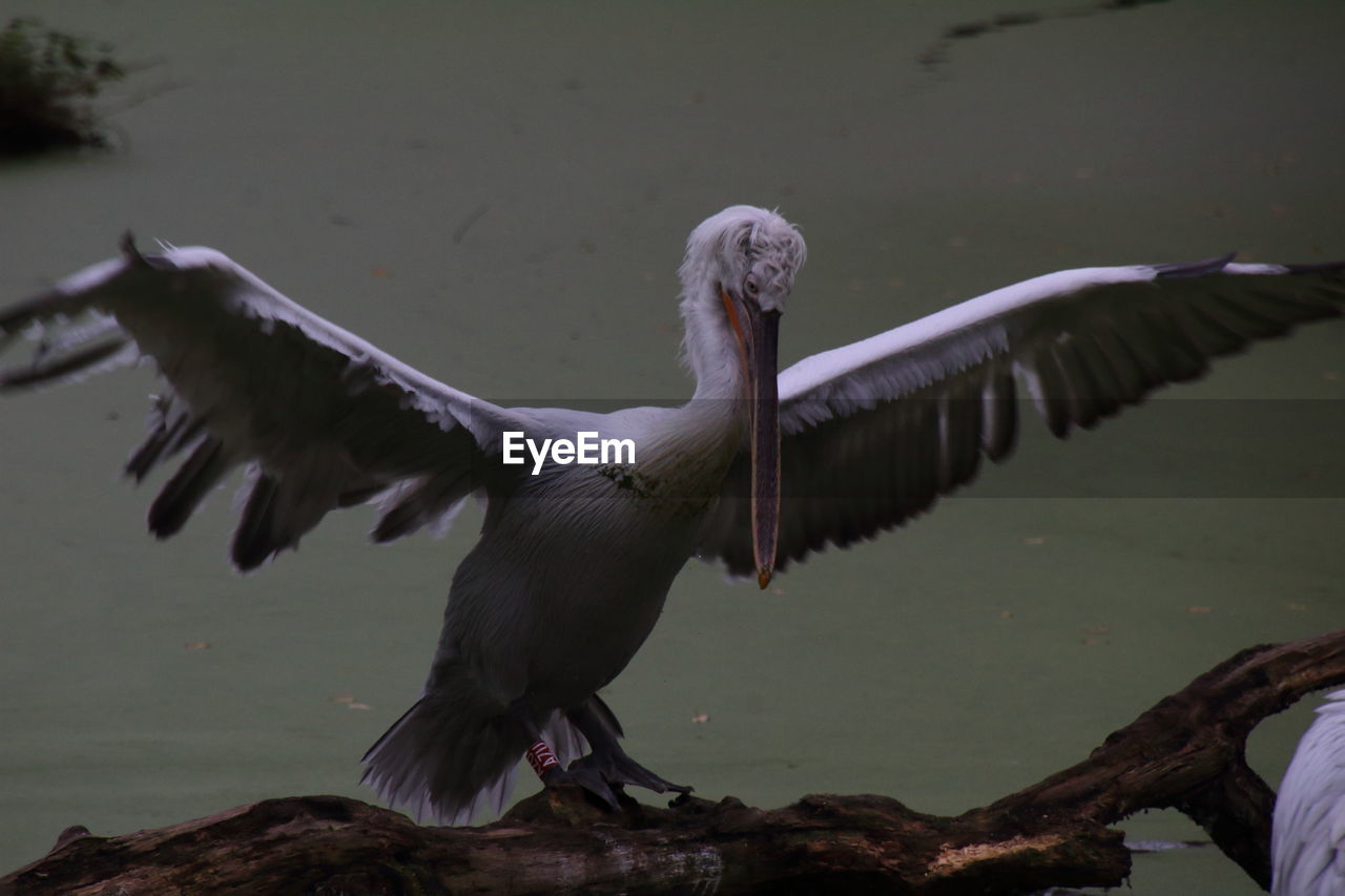 close-up of bird in lake