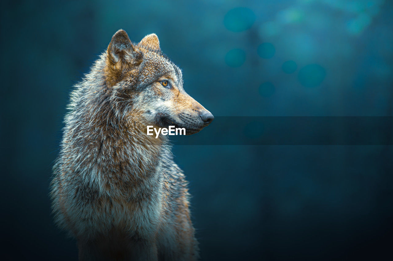 Sideways portrait of a gray wolf - canis lupus - also known as timber wolf, in the forest