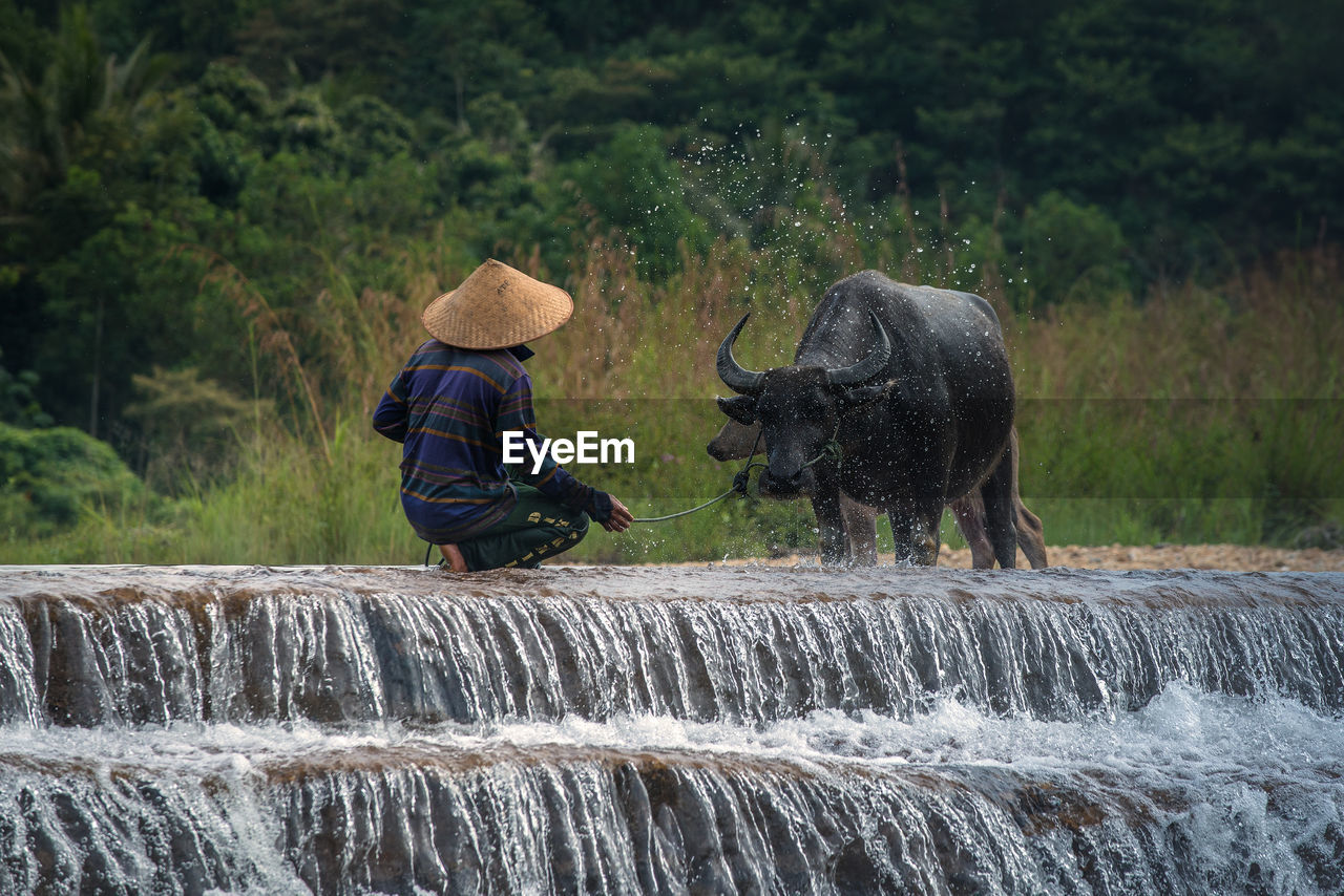 Rear view of man with cow in river