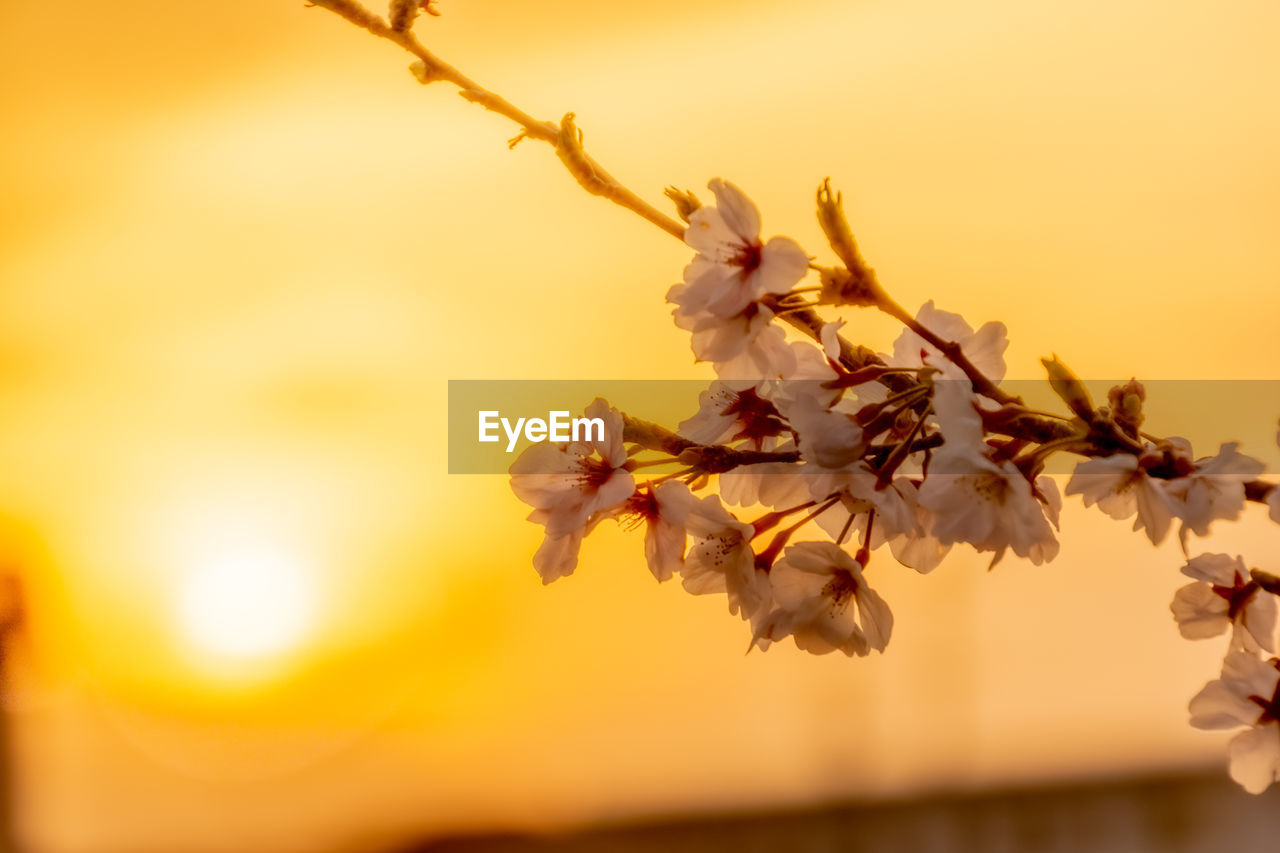Cherry blossoms in sunset time.