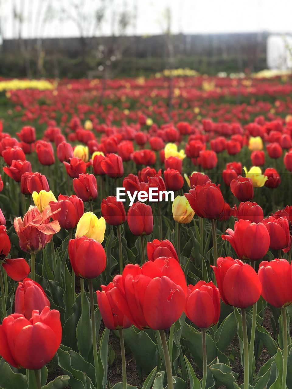 CLOSE-UP OF RED TULIP FLOWERS ON FIELD