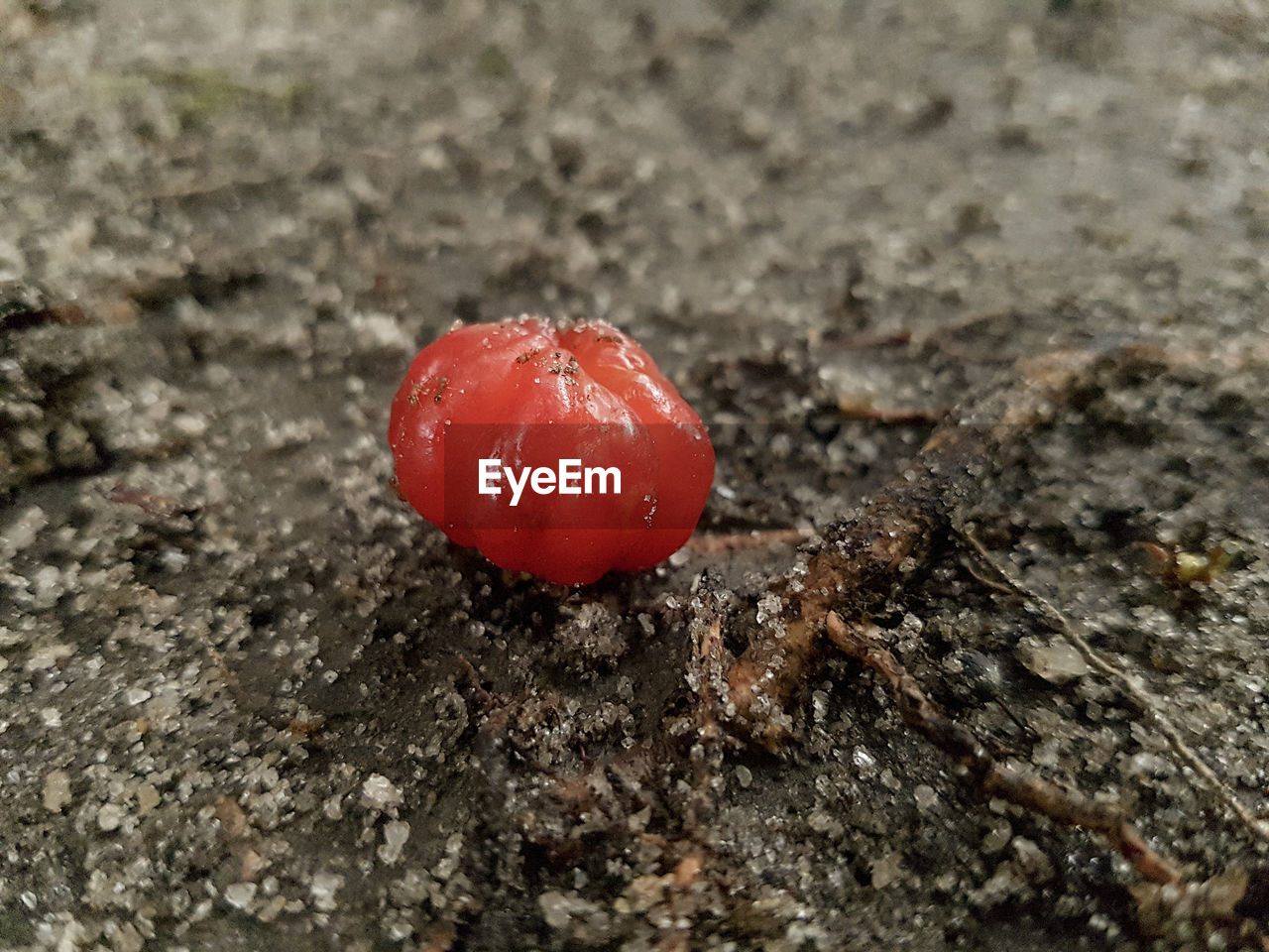 CLOSE UP OF RED LEAF ON GROUND