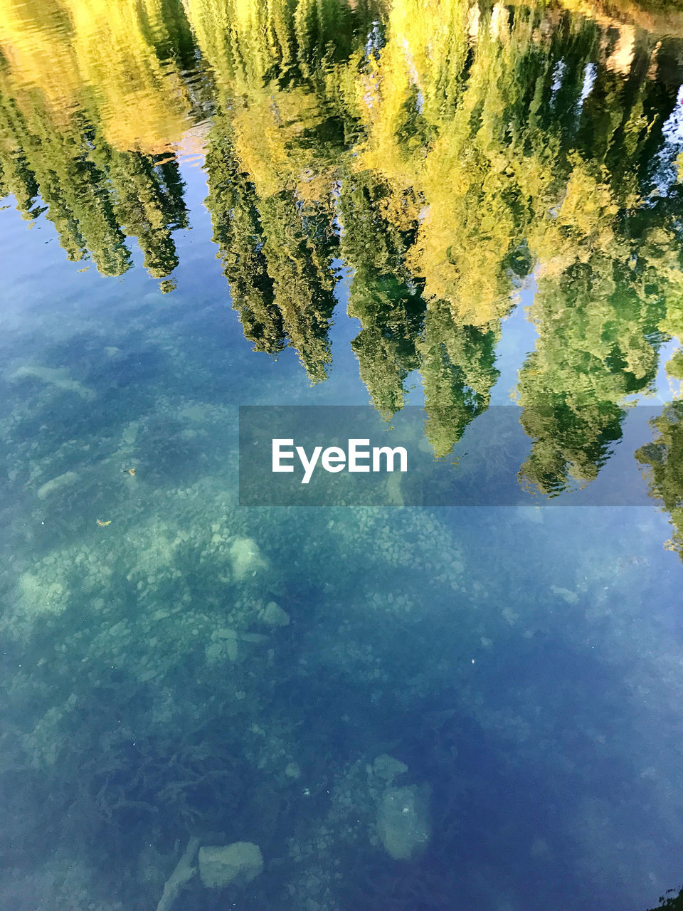 reflection, water, nature, tree, beauty in nature, lake, tranquility, no people, plant, day, sunlight, scenics - nature, tranquil scene, flower, leaf, outdoors, growth, standing water, waterfront, high angle view, idyllic, green