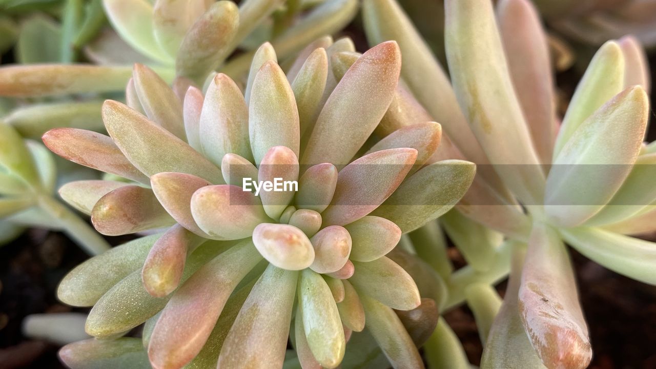 Close-up of succulent plant