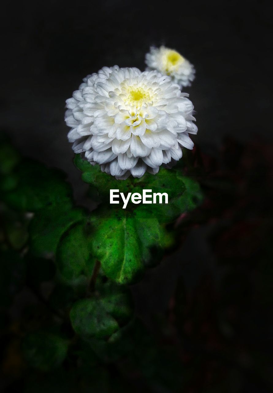 CLOSE-UP OF FLOWER BLOOMING