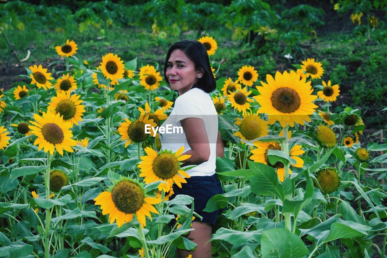 LOW ANGLE VIEW OF SUNFLOWERS ON FIELD