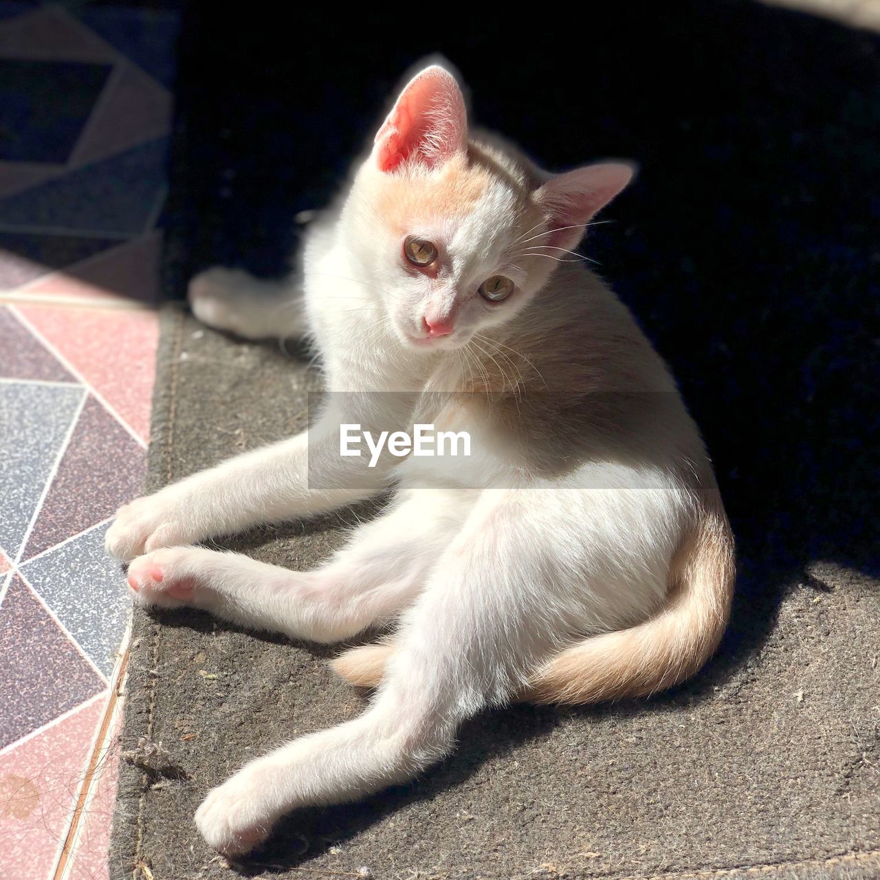 CAT SITTING ON FLOOR AT HOME