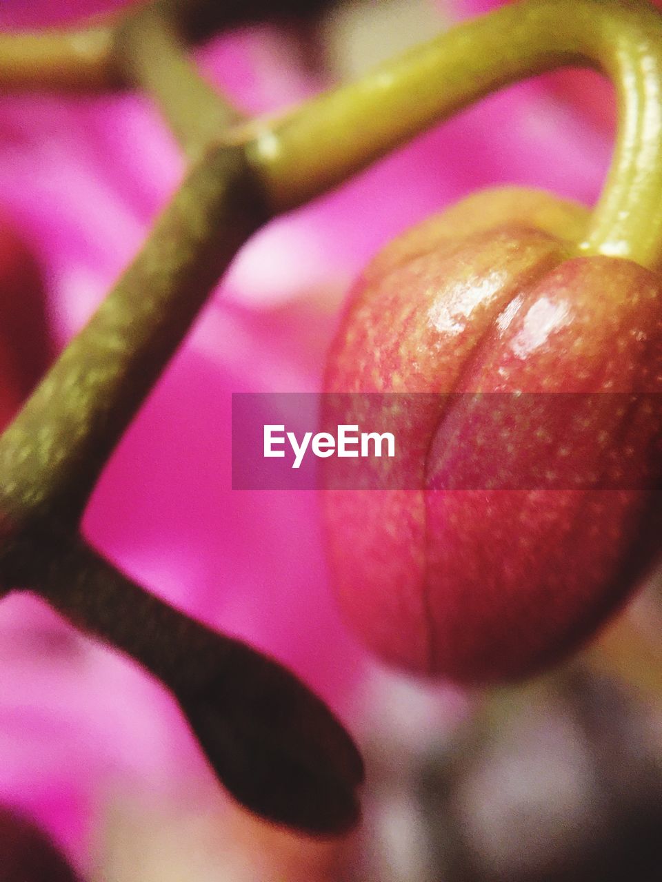 Macro shot of orchid bud