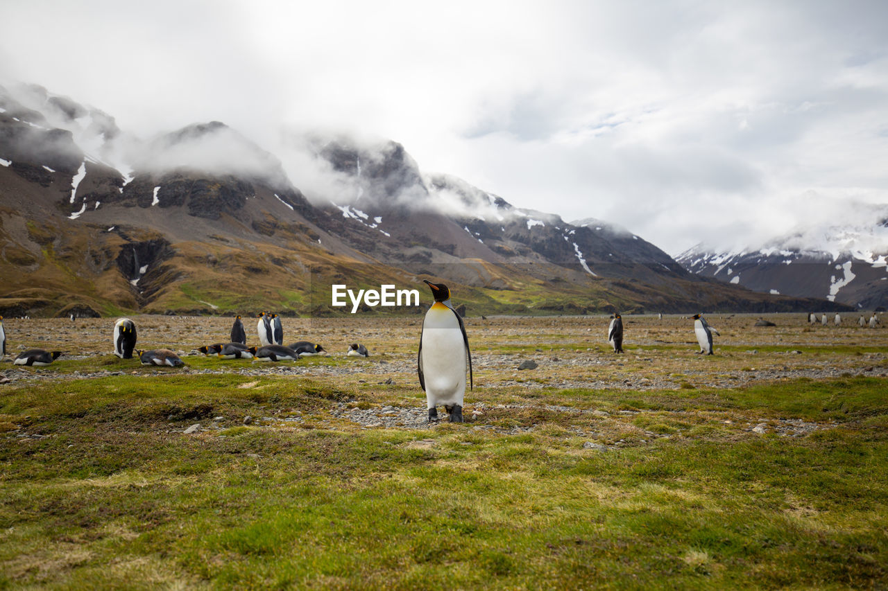 Penguins on grassy field against cloudy sky