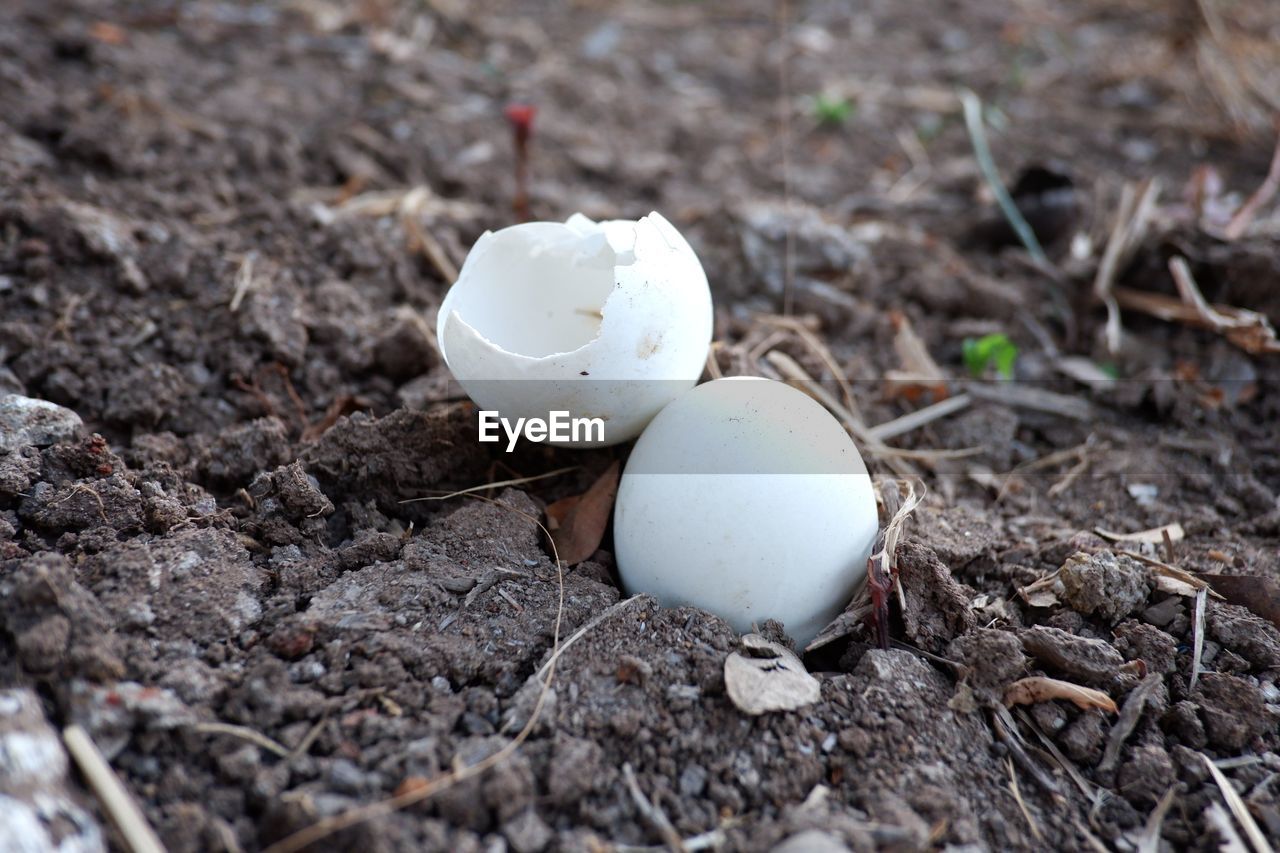 CLOSE-UP OF EGGS IN FIELD