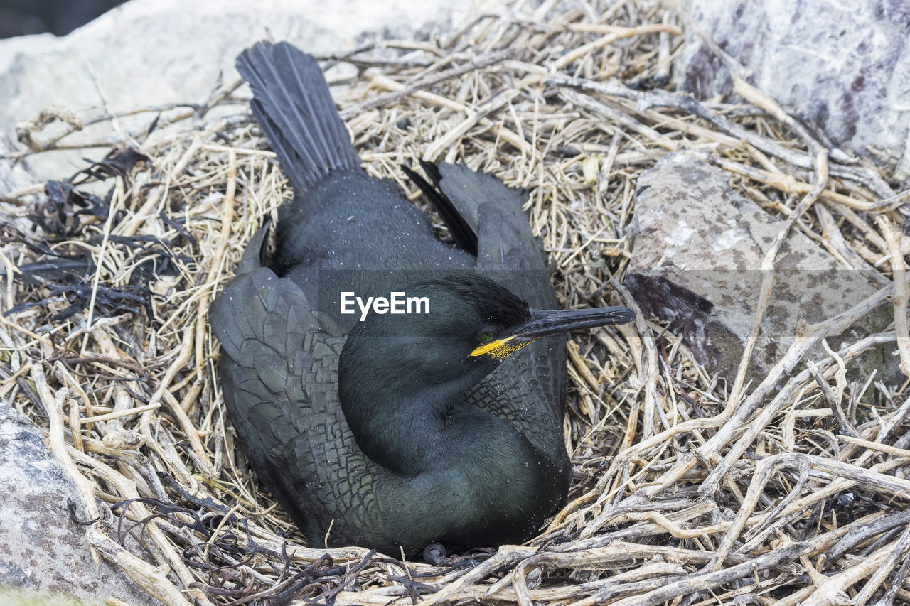 CLOSE-UP OF BIRD NEST