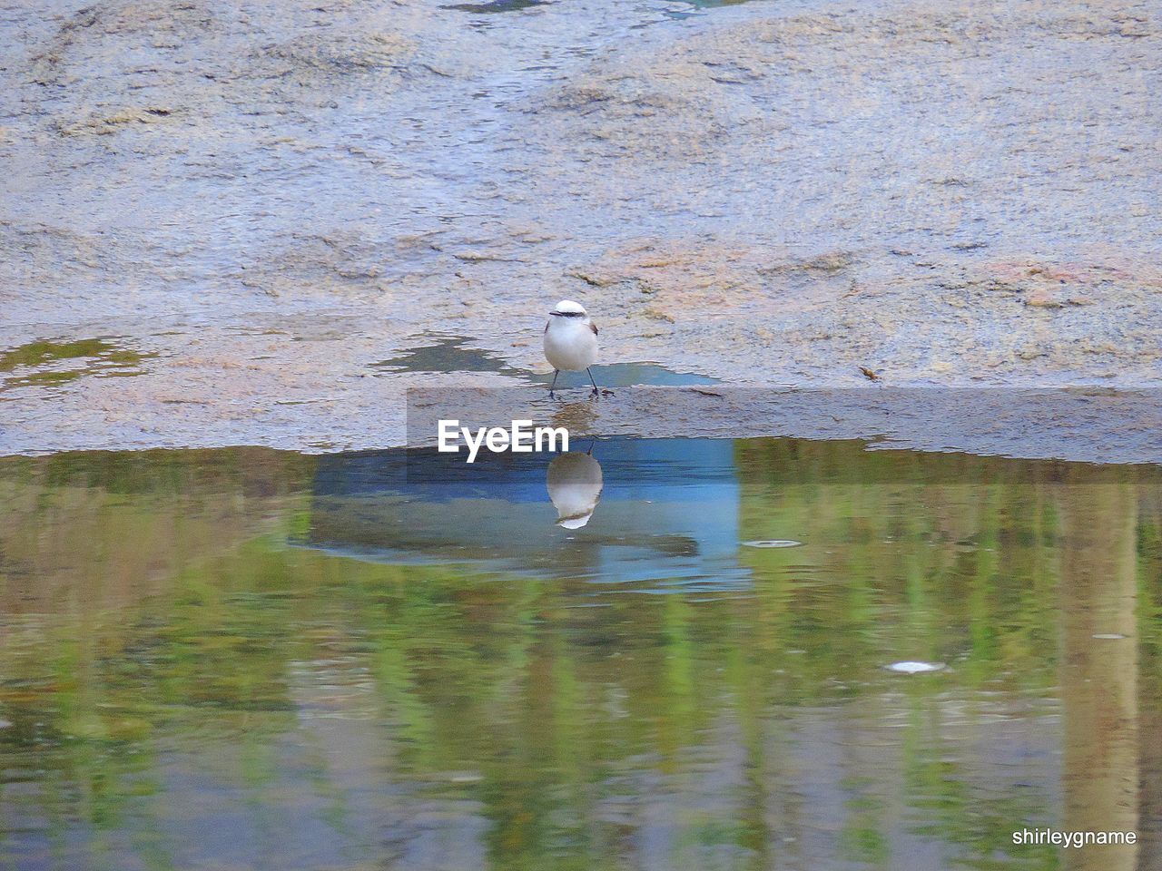 BIRD PERCHED ON LAKE