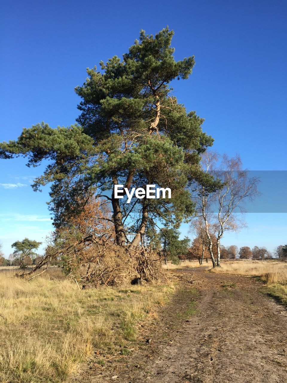 Tree on field against clear blue sky