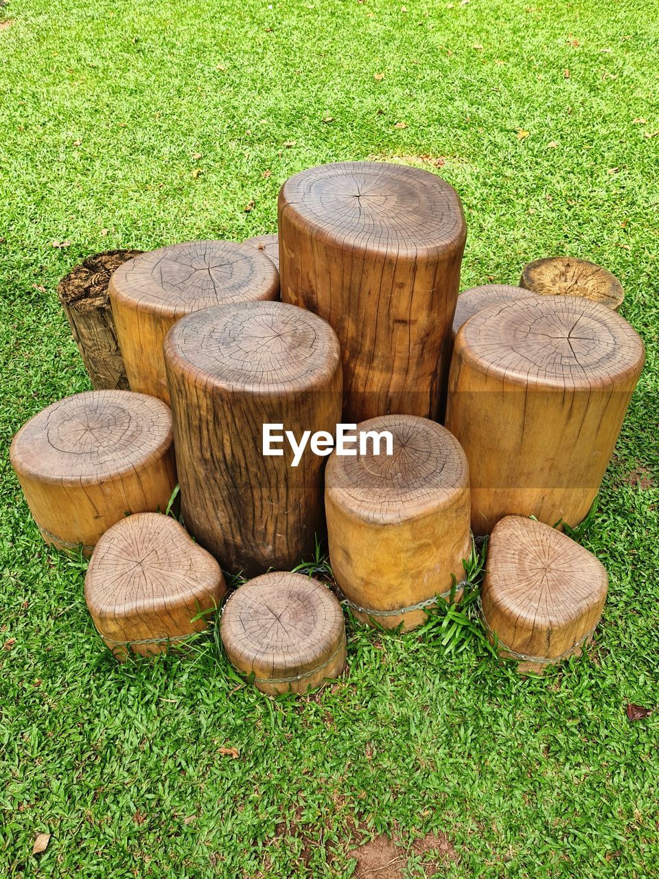 Group of wood stumps